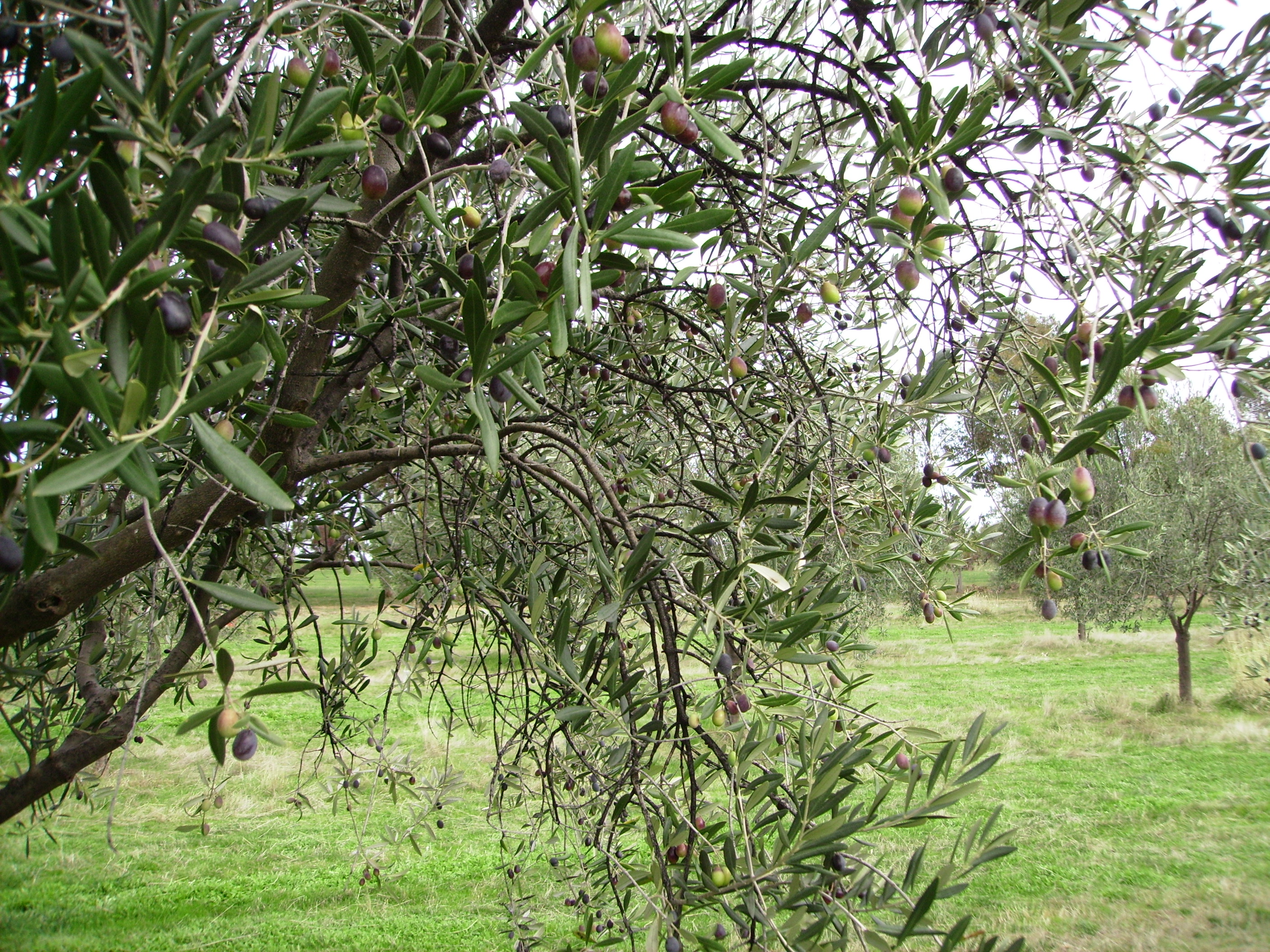 Olives Ready for Picking