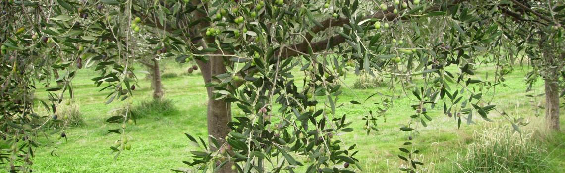Olive Trees in Fruit