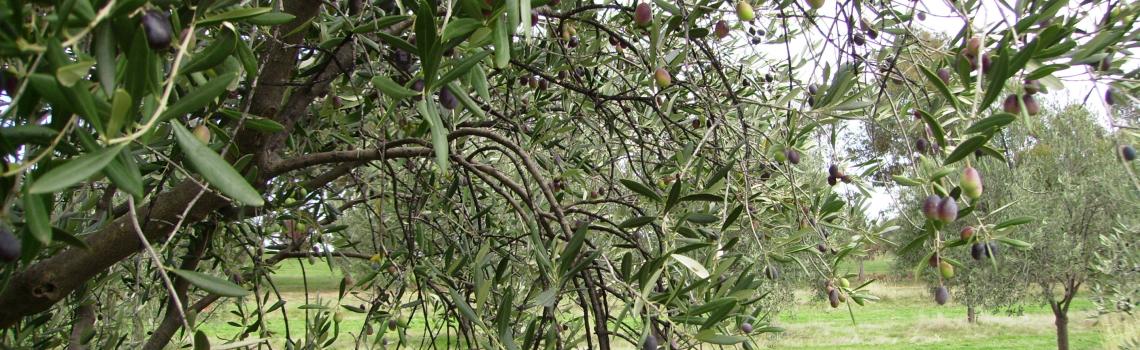 Olives Ready for Picking